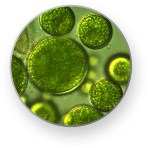 Algae